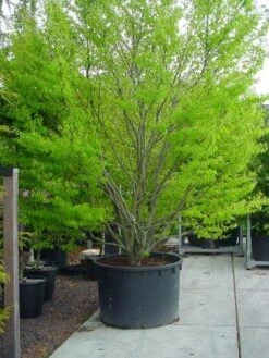 Varenbeuk (Fagus Syvatica 'Asplenifolia' ) -Kleine Bomen Verkoopwinkel 132fagussyl.asplenifoliasolt 6