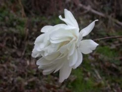 Beverboom (Magnolia Loebneri 'Wildcat') -Kleine Bomen Verkoopwinkel 139895 2 x loebneri wildcat 319