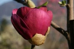 Beverboom (Magnolia 'Black Tulip') -Kleine Bomen Verkoopwinkel 140666 1 m black tulip 385