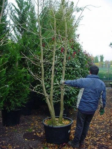 Japanse Notenboom, Meerstammig (Ginkgo Biloba) 11 Japanse Notenboom, Meerstammig (Ginkgo Biloba) - Afbeelding 11