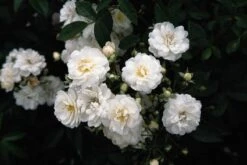 Miniklimroos (Rosa 'Guirlande D'Amour') -Kleine Bomen Verkoopwinkel 20060518173342 1