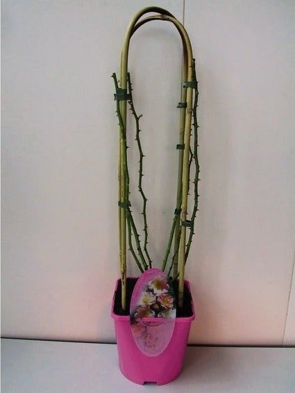 Miniklimroos (Rosa 'Open Arms') 2 Miniklimroos (Rosa 'Open Arms') - Afbeelding 2