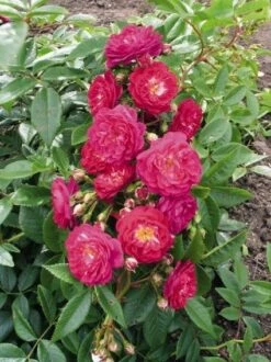 Miniklimroos (Rosa 'Perennial Blue') 5 Miniklimroos (Rosa 'Perennial Blue') -Kleine Bomen Verkoopwinkel 20060522131138 1