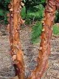 Papieresdoorn (Acer Griseum) -Kleine Bomen Verkoopwinkel 20070629145511 5