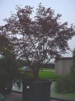 Japanse Esdoorn (Acer Palmatum 'Bloodgood') -Kleine Bomen Verkoopwinkel 20070701222051 12