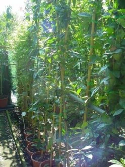 Bosrank, Groenblijvend (Clematis Armandii) -Kleine Bomen Verkoopwinkel 20070814193958 5