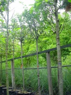 Kweepeer (Cydonia Oblonga) -Kleine Bomen Verkoopwinkel 20070907160839 5