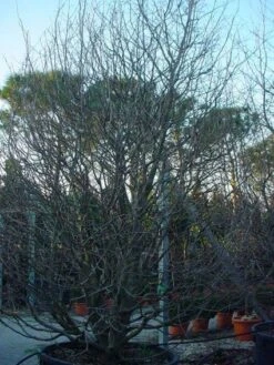 Perzisch IJzerhout Als Struik (Parrotia Persica) -Kleine Bomen Verkoopwinkel 20071029100211 14