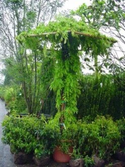 Blauwe Regen (Wisteria Sinensis) -Kleine Bomen Verkoopwinkel 20071130090736 20