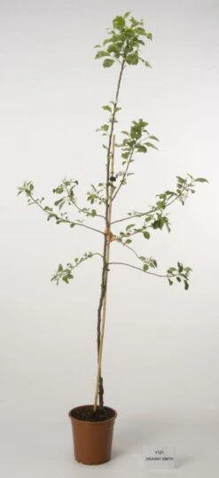 Appelboom (Malus Domestica 'Granny Smith') 4 Appelboom (Malus Domestica 'Granny Smith') -Kleine Bomen Verkoopwinkel 20080312140637 5