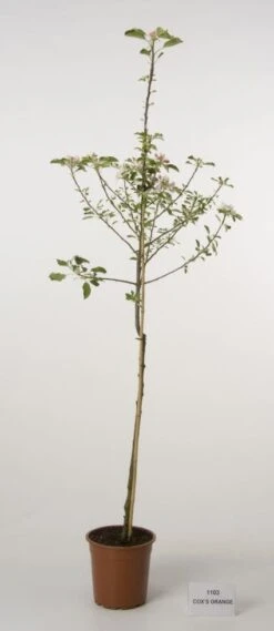 Appelboom (Malus Domestica 'Cox's Orange') -Kleine Bomen Verkoopwinkel 20080312144237 2