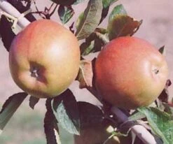 Appelboom (Malus Domestica 'Braeburn') -Kleine Bomen Verkoopwinkel 20080318091048 1 1