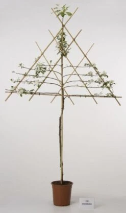 Lei-Appel (Malus Domestica 'Cox's Orange') 18 Lei-Appel (Malus Domestica 'Cox's Orange') -Kleine Bomen Verkoopwinkel 20080318091143 1