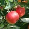 Lei-Appel (Malus Domestica 'Gala')