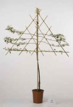 Lei-Appel (Malus Domestica 'Cox's Orange') 16 Lei-Appel (Malus Domestica 'Cox's Orange') -Kleine Bomen Verkoopwinkel 20080318093506 1