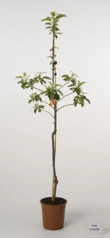 Appelboom (Malus Domestica 'Gloster') 2 Appelboom (Malus Domestica 'Gloster') - Afbeelding 2