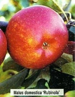 Kleine Bomen Verkoopwinkel 6 Lei-Appel (Malus Domestica 'Rubinola')