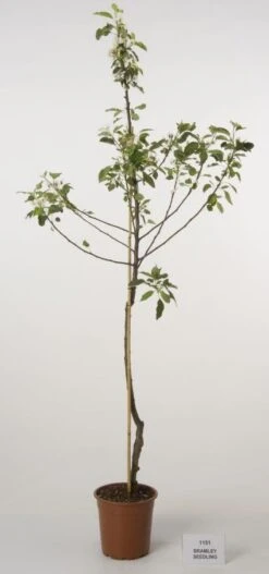 Appelboom (Malus Domestica 'Bramley Seedling')