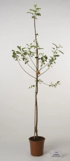 Kleine Bomen Verkoopwinkel -Kleine Bomen Verkoopwinkel 20080318151151 2