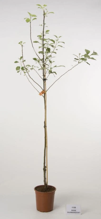 Appelboom (Malus Domestica 'Rode Dijkmanszoet') 1 Appelboom (Malus Domestica 'Rode Dijkmanszoet')