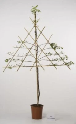 Lei-Appel (Malus Domestica 'Cox's Orange') 19 Lei-Appel (Malus Domestica 'Cox's Orange') -Kleine Bomen Verkoopwinkel 20080326220814 1