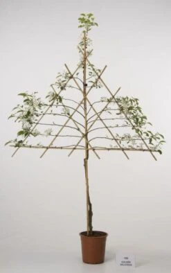 Lei-Appel (Malus Domestica 'Cox's Orange') 15 Lei-Appel (Malus Domestica 'Cox's Orange') -Kleine Bomen Verkoopwinkel 20080326222237 1