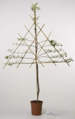 Lei-Appel (Malus Domestica 'Cox's Orange') 12 Lei-Appel (Malus Domestica 'Cox's Orange') -Kleine Bomen Verkoopwinkel 20080326222553 1