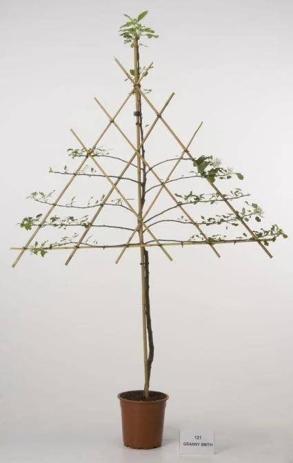 Lei-Appel (Malus Domestica 'Cox's Orange') 3 Lei-Appel (Malus Domestica 'Cox's Orange') - Afbeelding 3