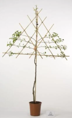 Lei-Appel (Malus Domestica 'Cox's Orange') 14 Lei-Appel (Malus Domestica 'Cox's Orange') -Kleine Bomen Verkoopwinkel 20080326223921 1