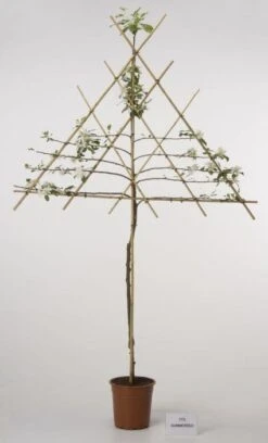 Lei-Appel (Malus Domestica 'Cox's Orange') 13 Lei-Appel (Malus Domestica 'Cox's Orange') -Kleine Bomen Verkoopwinkel 20080326224211 1