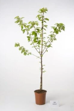 Kersenboom (Prunus Avium 'Hedelfinger Riesenkirsche') -Kleine Bomen Verkoopwinkel 20080414152652 2