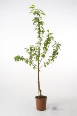 Kersenboom (Prunus Avium 'Hedelfinger Riesenkirsche') -Kleine Bomen Verkoopwinkel 20080414153422 3