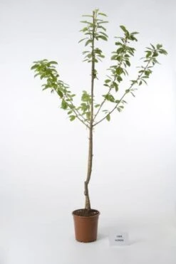 Kersenboom (Prunus Avium 'Hedelfinger Riesenkirsche') -Kleine Bomen Verkoopwinkel 20080414153854 2