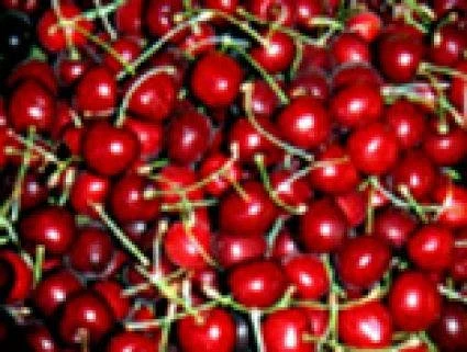 Kersenboom (Prunus Avium 'Lapins') 2 Kersenboom (Prunus Avium 'Lapins') - Afbeelding 2