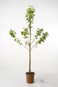 Kersenboom (Prunus Avium 'Hedelfinger Riesenkirsche') -Kleine Bomen Verkoopwinkel 20080414154743 2