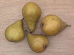 Perenboom (Pyrus Communis 'Gieser Wildeman') -Kleine Bomen Verkoopwinkel 20080417131017 6