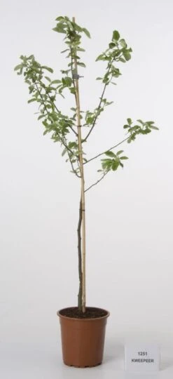 Kweepeer (Cydonia Oblonga) -Kleine Bomen Verkoopwinkel 20080417145544 2