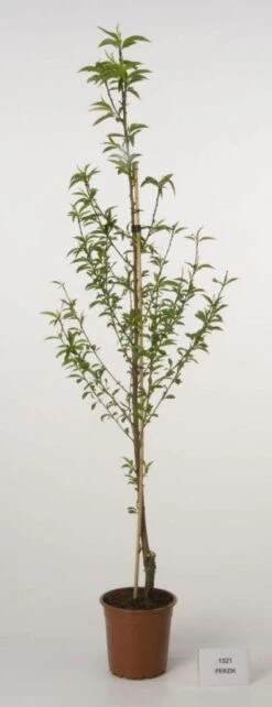 Perzikboom (Prunus Persica)
