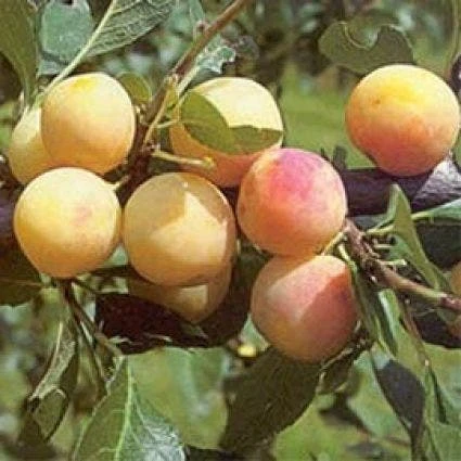 Pruimenboom (Prunus Domestica 'Mirabelle De Nancy') 2 Pruimenboom (Prunus Domestica 'Mirabelle De Nancy') - Afbeelding 2