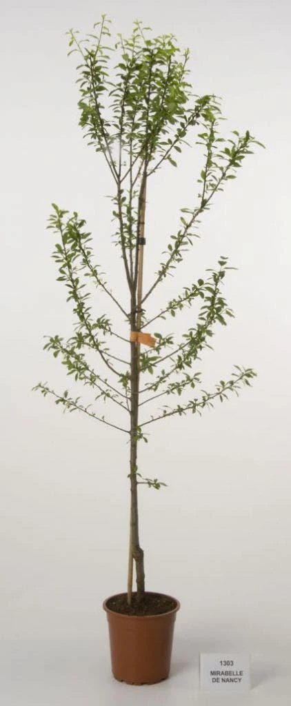 Pruimenboom (Prunus Domestica 'Mirabelle De Nancy') 1 Pruimenboom (Prunus Domestica 'Mirabelle De Nancy')