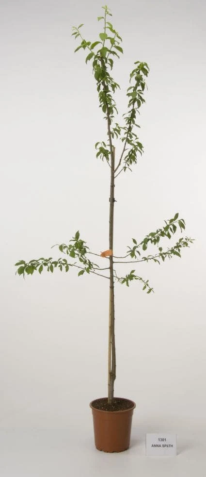 Pruimenboom (Prunus Domestica 'Anna Spath') 2 Pruimenboom (Prunus Domestica 'Anna Spath') - Afbeelding 2