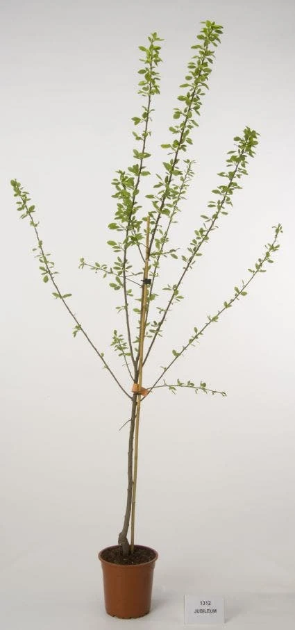 Pruimenboom (Prunus Domestica 'Jubileum') 1 Pruimenboom (Prunus Domestica 'Jubileum')