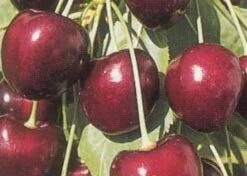 Lei-Kers (Prunus Avium 'Kordia') -Kleine Bomen Verkoopwinkel 20080519140042 1