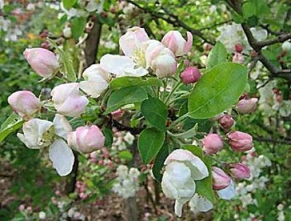Sierappel (Malus 'Evereste') 5 Sierappel (Malus 'Evereste') - Afbeelding 5