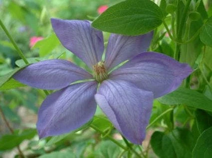 Bosrank (Clematis 'Mrs Cholmondeley') 4 Bosrank (Clematis 'Mrs Cholmondeley') - Afbeelding 4
