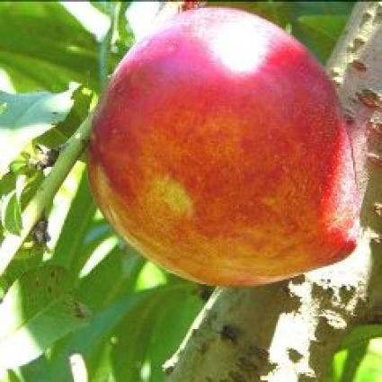 Perzikboom (Prunus Persica 'Brugnon') 1 Perzikboom (Prunus Persica 'Brugnon')