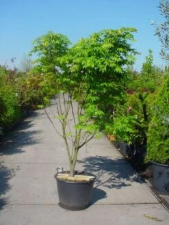 Japanse Esdoorn (Acer Palmatum 'Osakazuki') -Kleine Bomen Verkoopwinkel 20101207164946 9