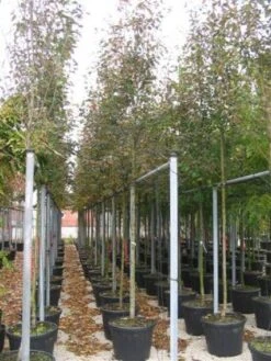 Krentenboom (Amelanchier Arborea 'Robin Hill') -Kleine Bomen Verkoopwinkel 20101209111140 10