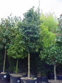 Kleine Bomen Verkoopwinkel -Kleine Bomen Verkoopwinkel 20101209152842 4