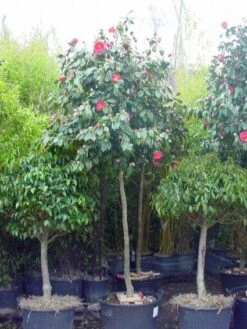 Kleine Bomen Verkoopwinkel 21 Camelia Als Boom (Camellia Japonica)